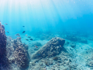 美しいニセカンランハギ、ニザダイ（ニザダイ科）、ホウライヒメジ（ヒメジ科）他の群れ。

日本国静岡県伊豆半島賀茂郡南伊豆町中木から渡し船で渡るヒリゾ浜にて。
2022年10月撮影。
Pencil surgeonfish (Acanthurus dussumieri), Sawtail (Prionurus scalprum), Whitesaddle goatfish (Parupeneus 
