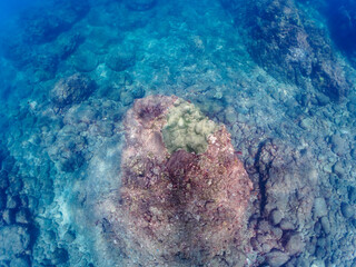 美しいエンタクミドリイシ（ミドリイシ科）、フタマタハマサンゴ（ハマサンゴ科）等のサンゴの群生。

日本国静岡県伊豆半島賀茂郡南伊豆町中木から渡し船で渡るヒリゾ浜にて。
2022年10月撮影。

A beautiful colony of corals such as Acropora Solitaryensis and Porites Lutea.
