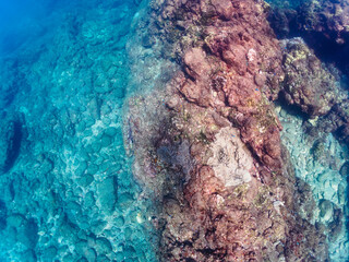 美しいエンタクミドリイシ（ミドリイシ科）、フタマタハマサンゴ（ハマサンゴ科）等のサンゴの群生。

日本国静岡県伊豆半島賀茂郡南伊豆町中木から渡し船で渡るヒリゾ浜にて。
2022年10月撮影。

A beautiful colony of corals such as Acropora Solitaryensis and Porites Lutea.
