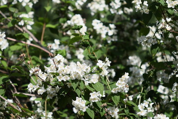 A collection of white flowers blooming on a tree branch, ideal for use in editorial or commercial contexts