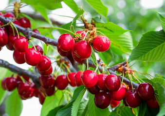 red cherries on a tree