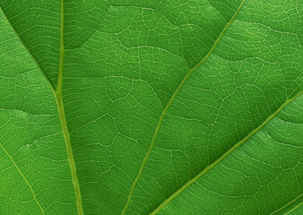 close up of green leaf texture background