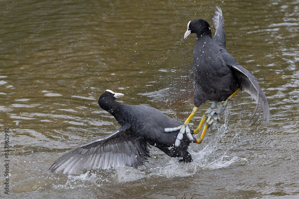 Aufkleber A pair of coots fighting on the water. One on top and one on bottom with wings spread and water splashing. There are no other people or animals in the picture