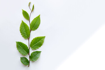 Beech branch with fresh green leaves isolated on white background.