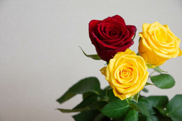 黄色と赤のばら