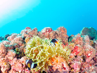 美しいイソギンチャク畑の可愛いクマノミ（クマノミ亜科）のペア。

日本国静岡県伊豆半島賀茂郡南伊豆町中木から渡し船で渡るヒリゾ浜にて。
2022年10月撮影。

The Lovely Yellowtail clownfish (Amphiprion clarkii) Pair in Beautiful Sea Anemones,
