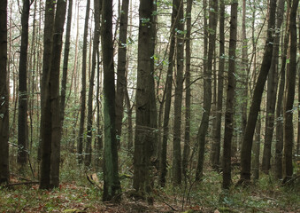 forest in the morning