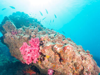 ウミトサカ（ウミトサカ科）、イボヤギ（キサンゴ科）他のソフトコーラルが群生する美しい岩礁。

日本国静岡県伊豆半島賀茂郡南伊豆町中木から渡し船で渡るヒリゾ浜にて。
2022年10月撮影。

A beautiful reef where Alcyonacea, Orange Cup Coral (Tubastraea foulkneri) and other soft corals grow in 