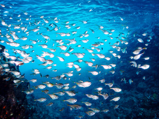 水中洞窟にいる、美しいミナミハタンポ（ハタンポ科）、チョウチョウウオ（チョウチョウウオ科）他の群れ。

日本国静岡県伊豆半島賀茂郡南伊豆町中木から渡し船で渡るヒリゾ浜にて。
2022年10月撮影。

Black-Stripe Sweeper (Pempheris schwenkii), Oriental ButterflyFish (Chaetodon aurites) and other in 