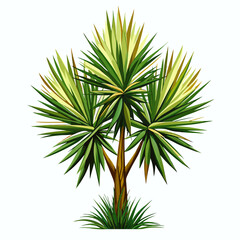 Yucca rostrata desert tree vector illustration on white background. 