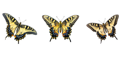 Beautiful swallowtail butterfly isolated on white background, detailed photo. In the style of png.