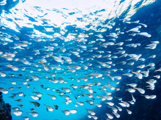 水中洞窟にいる、美しいミナミハタンポ（ハタンポ科）、チョウチョウウオ（チョウチョウウオ科）他の群れ。

日本国静岡県伊豆半島賀茂郡南伊豆町中木から渡し船で渡るヒリゾ浜にて。
2022年10月撮影。

Black-Stripe Sweeper (Pempheris schwenkii), Oriental ButterflyFish (Chaetodon aurites) and other in 