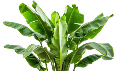 Obraz premium Tropical Banana Plant with Broad Green Leaves