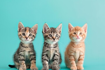 Another set of cute kittens against a bright background