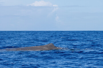 Fototapeta premium Sperm whale in azores, whale watching
