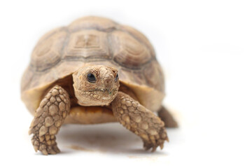 Cute small baby African Sulcata Tortoise in front of white background, African spurred tortoise isolated white background studio lighting,Cute animal