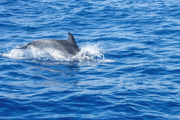 Whale Watching in Azores, dolphins follows the zodiac rig boat. A dolphin partially submerged in the ocean, showing its dorsal fin and back, with splashing water around.