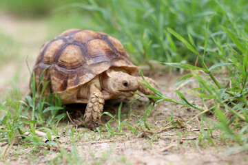 African Sulcata Tortoise Natural Habitat,Close up African spurred tortoise resting in the garden, Slow life ,Africa spurred tortoise sunbathe on ground with his protective shell ,Beautiful Tortoise