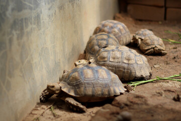 African Sulcata Tortoise Natural Habitat,Close up African spurred tortoise resting in the garden,...
