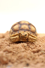 Cute small baby African Sulcata Tortoise in front of white background, African spurred tortoise isolated white background studio lighting,Cute animal