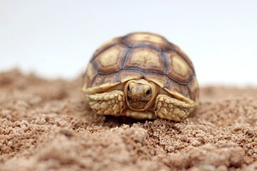 Cute small baby African Sulcata Tortoise in front of white background, African spurred tortoise isolated white background studio lighting,Cute animal