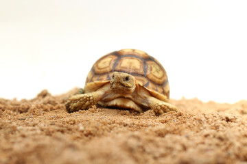 Cute small baby African Sulcata Tortoise in front of white background, African spurred tortoise isolated white background studio lighting,Cute animal