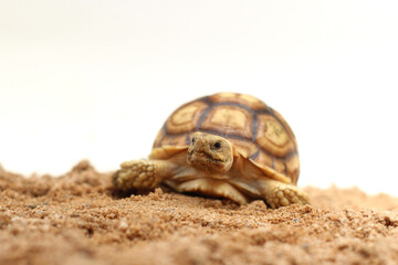 Cute small baby African Sulcata Tortoise in front of white background, African spurred tortoise...