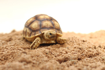 Cute small baby African Sulcata Tortoise in front of white background, African spurred tortoise isolated white background studio lighting,Cute animal