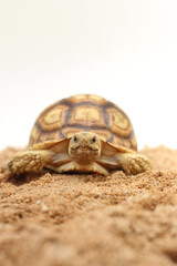 Cute small baby African Sulcata Tortoise in front of white background, African spurred tortoise isolated white background studio lighting,Cute animal