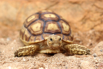 Cute small baby African Sulcata Tortoise in front of white background, African spurred tortoise...