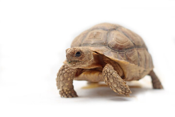 Cute small baby African Sulcata Tortoise in front of white background, African spurred tortoise isolated white background studio lighting,Cute animal