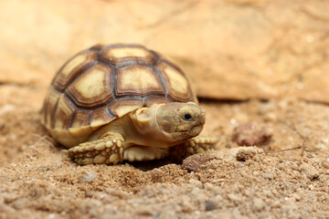 Cute small baby African Sulcata Tortoise in front of white background, African spurred tortoise isolated white background studio lighting,Cute animal