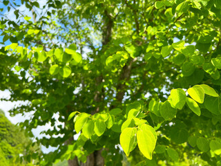 木　木漏れ日　葉　写真素材