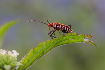 bug on a leaf