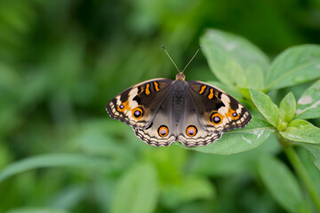Obraz premium butterfly on leaf