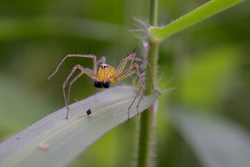 spider on a leaf