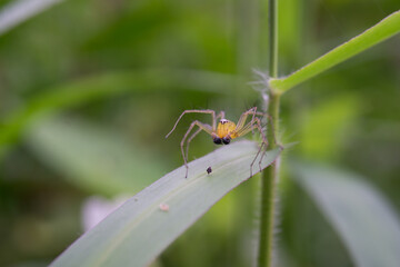 spider on a leaf