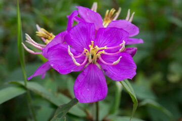 Obraz premium close up of flower