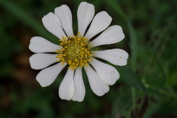 Fototapeta premium white daisy flower