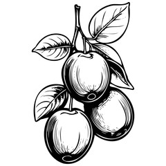 Damson Plum sketches hand drawn fruit illustration, transparent background