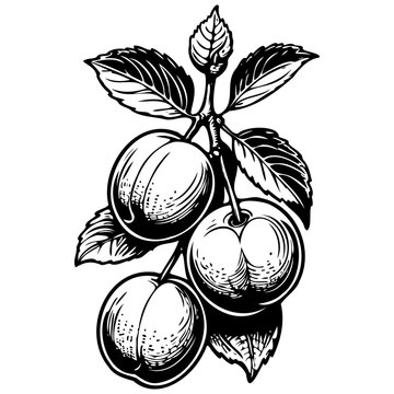 Dav sketch, realistic fruit monochrome drawing, vintage engraving line art