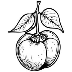 Engrave Indian Persimmon drawing, vector realistic outline fruit, transparent background