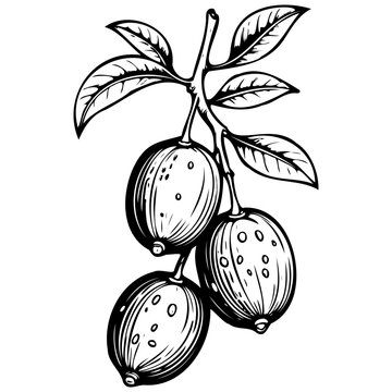 Engrave Nagami Kumquat engraving drawing of fruit, monochrome isolated artwork