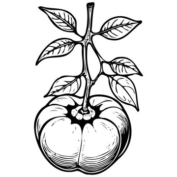 Engrave Texas Persimmon vector hand drawn fruit illustration, transparent background