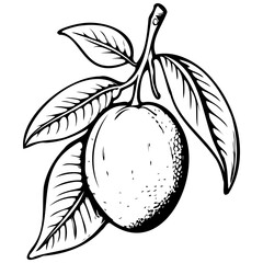 Langra Mango realistic,  ink sketch of fruit outline, transparent background