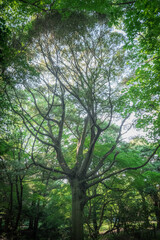緑の葉が生い茂る樹木
