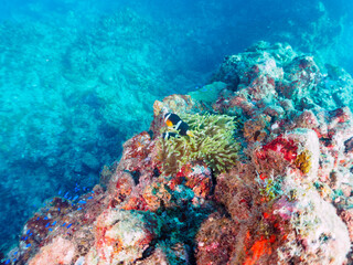 美しいイソギンチャク畑の可愛いクマノミ（クマノミ亜科）のペア。

日本国静岡県伊豆半島賀茂郡南伊豆町中木から渡し船で渡るヒリゾ浜にて。
2022年10月撮影。

The Lovely Yellowtail clownfish (Amphiprion clarkii) Pair in Beautiful Sea Anemones,
