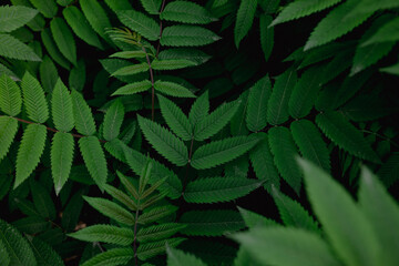 green background natural with leaves bush plant