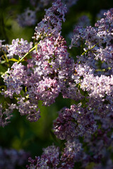 Obraz premium natural background with lilac flowers