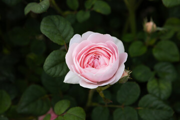 One rose on dark leaves background flowers